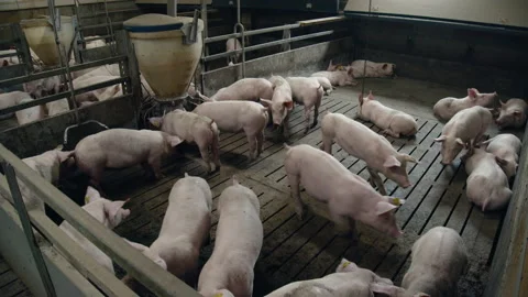 Pink piglets in the pen Видео 159957491