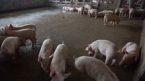 Pink piglets in pig farm Vídeo Stock 68989329