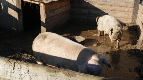 Pink pigs covered with mud  behind wooden fence outdoor, 4k footage Video stock 81428256