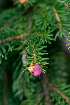 Pink Pine Cone Stock Photos