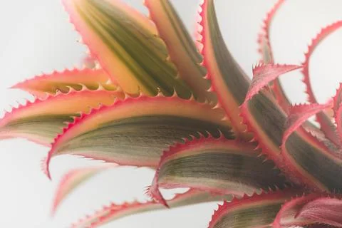 Pink pineapple closeup Stock Photos