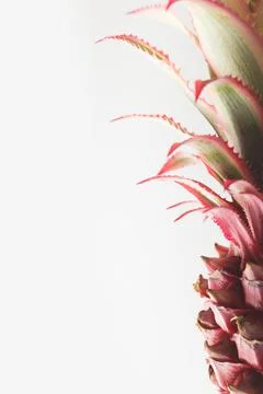 Pink pineapple closeup Stock Photos