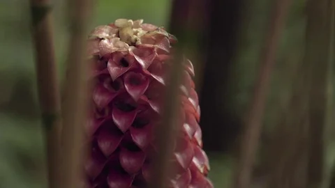 Pink pineapple growing in field Stock-Footage 77804061