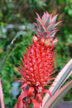 Pink pineapple Stock Photos
