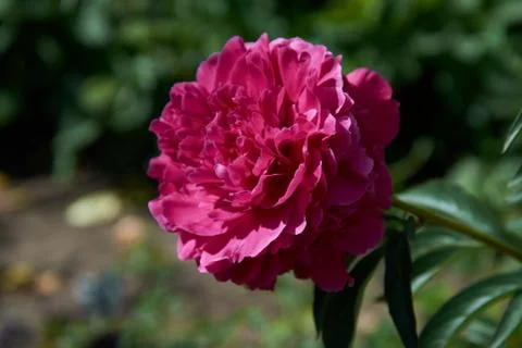 Pink pion in sun rays Stock Photos