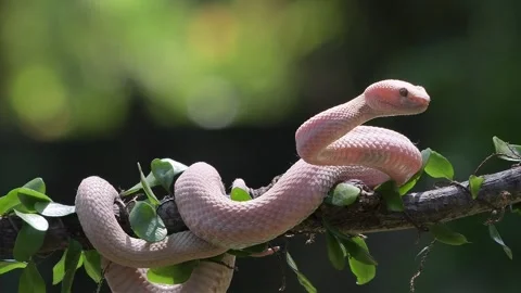 Pink Pit Viper Snake Coiled on Tree Branch in Nature Stock Footage 346389799