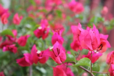 Pink Pixie Bougainvillea 写真素材