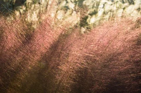 Pink plants with sunset Stock Photos