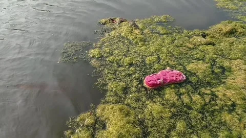 Pink plastic sandal floating on green mossy algae in polluted river water Stock Footage 346765097