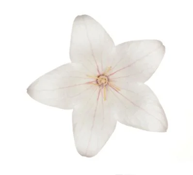 Pink Platcodon Stock Photos