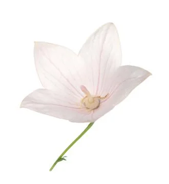 Pink platycodon flower Stock Photos