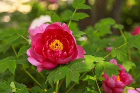 Pink Pleony Stock Photos