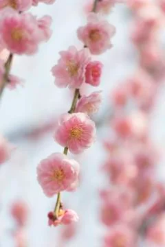 Pink plum blossom Stock Photos