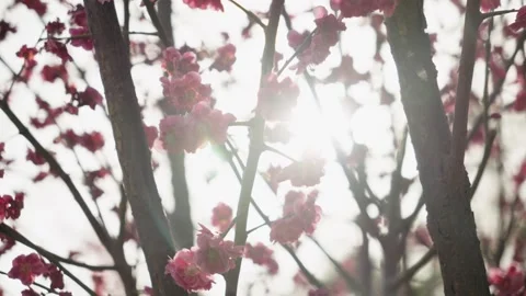Pink Plum Blossoms Backlit by Sun Through Bare Tree Branches Vídeos de archivo 337407866