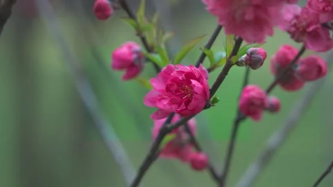 Pink plum blossoms blooming on branches in spring Video stock 342324489