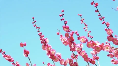 Pink Plum Blossoms Blooming in Spring Swaying in the Wind Stock Footage 346961782