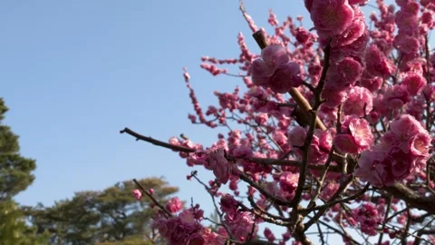 Pink Plum Blossoms Blooming on Tree Branches Against Blue Sky Stock-Footage 335856895