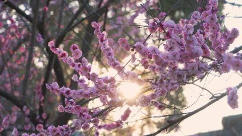 Pink Plum Blossoms Blooming on Tree Branches During a Sunny Spring Afternoon Vídeos de archivo 342000439