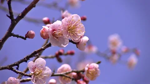 Pink Plum Blossoms Blooming Under Clear Blue Sky Eye Level View Video stock 345031241