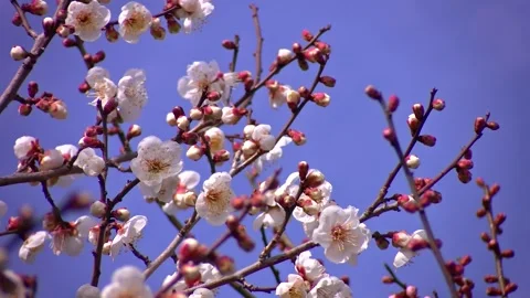 Pink Plum Blossoms Blooming Under Clear Blue Sky Eye Level View Video stock 345031289