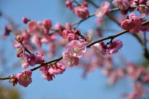 Pink plum blossoms on the branch under blue sky in sunny afternoon Stock Photos