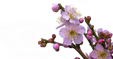 Pink plum blossoms. Stock Footage 159689536