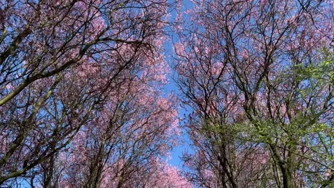 Pink plum blossoms Stock Footage 202627654