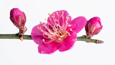 Pink plum blossoms Stock Footage 285378342