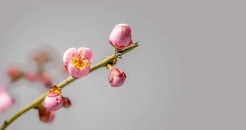 Pink plum blossoms. Stock Footage 287962361