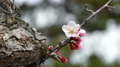 Pink plum in early spring Video stock 144596626