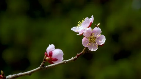 Pink plum in early spring Stock Footage 145384688