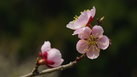Pink plum in early spring Stock Footage 145384696