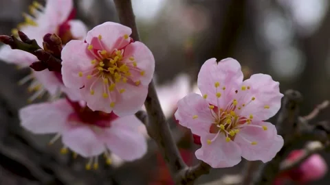 Pink plum in early spring Stock Footage 145384714