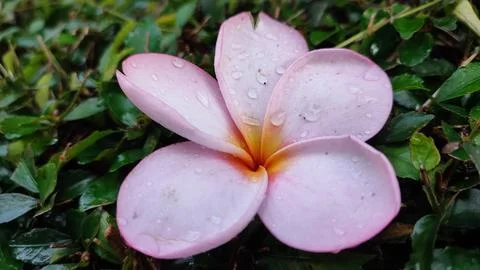 Pink Plumeria flower 写真素材