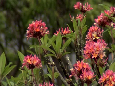 Pink Plumerias Stock-Footage 22242814