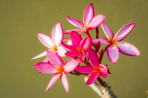 Pink plumerias 스톡 사진