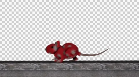 A Pink Polka-Dot Rat - Lower Third With Alpha Stock Footage 42682950