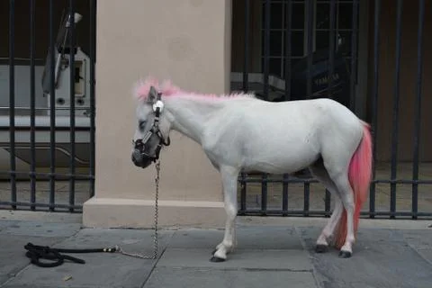Pink Pony Stock Photos