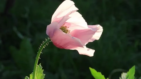 Pink poppy closeup Stock-Footage 199043661