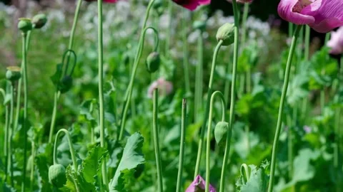 Pink poppy Stock Footage 313282393