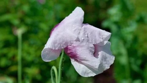 Pink poppy Stock Footage 313282431