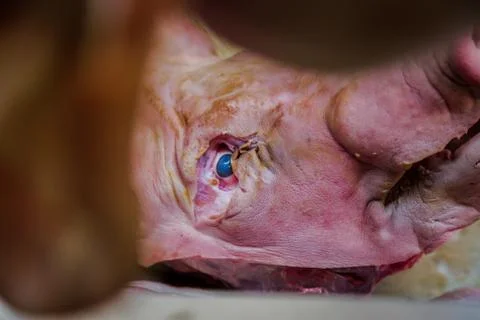 The Pink Pork Stock Photos