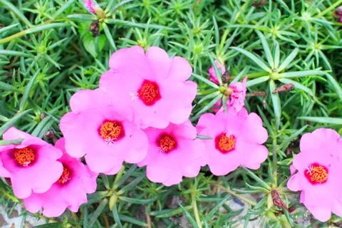 Pink portulaca Stock Photos