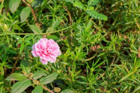 Pink portulaca Foto stock
