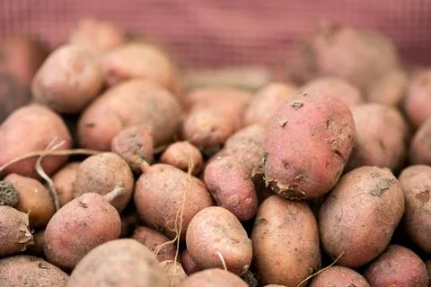 Pink Potatoes At Farmers Market Stock Photos