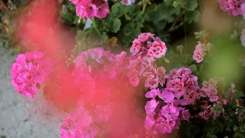 Pink pottery flower Stock Footage 126785972