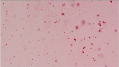 Pink Powder Slow Motion 2 Stock Footage 81885084