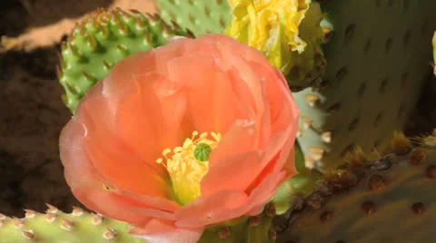 Pink Prickly Pear Stock Footage 22508196