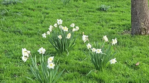 Pink Pride daffodil flowers, with white petals and apricot cups, early spring Stock Footage 296314933