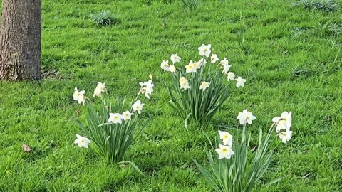 Pink Pride daffodil flowers, with white petals and apricot cups, early spring Stock Footage 296729486